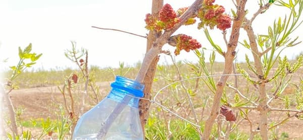 تصویر 1 از قیمت روز دستگاه گرده افشانی پسته